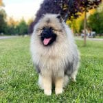 Heyvard-male-Keeshond-Wolf-Spitz-puppy-for-sale- (3)