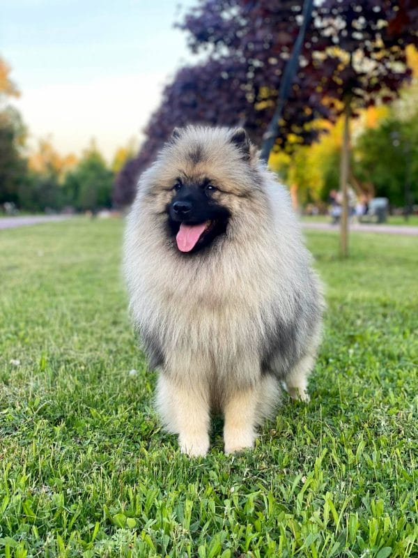 Heyvard Keeshond Wolf Spitz Heyvard Keeshond Wolf Spitz