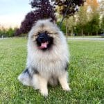 Heyvard-male-Keeshond-Wolf-Spitz-puppy-for-sale- (4)