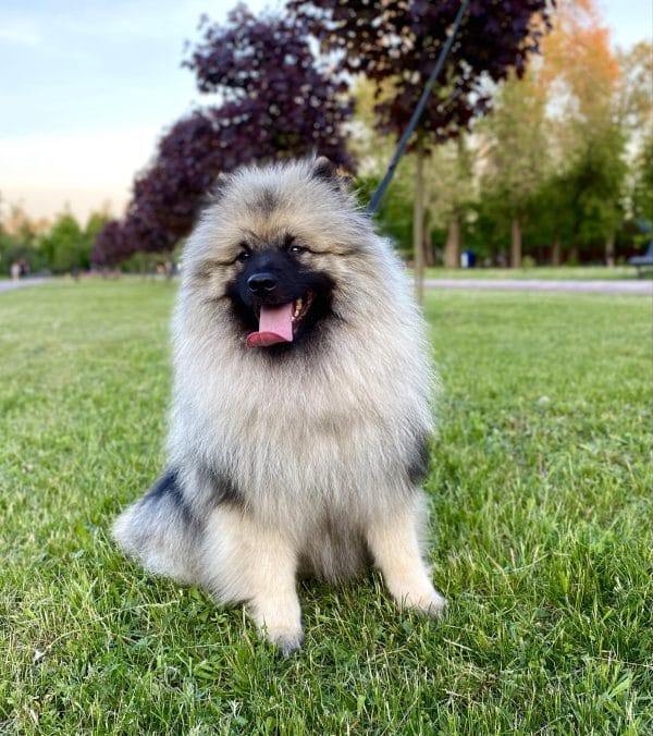 Heyvard Keeshond Wolf Spitz Heyvard Keeshond Wolf Spitz