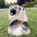 Heyvard-male-Keeshond-Wolf-Spitz-puppy-for-sale- (5)