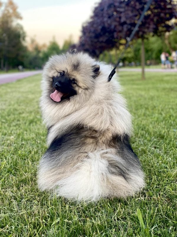 Heyvard Keeshond Wolf Spitz Heyvard Keeshond Wolf Spitz