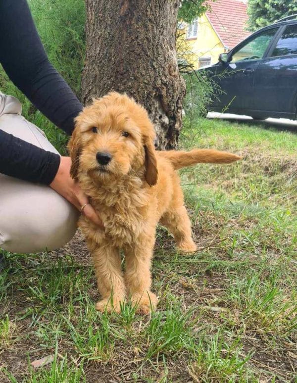 Jordy Labradoodle Jordy Labradoodle