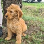 Jordy-male-labradoodle-puppy-for-sale02