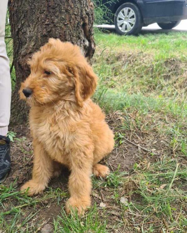 Jordy Labradoodle Jordy Labradoodle