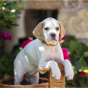 Betsy English Pointer Betsy English Pointer