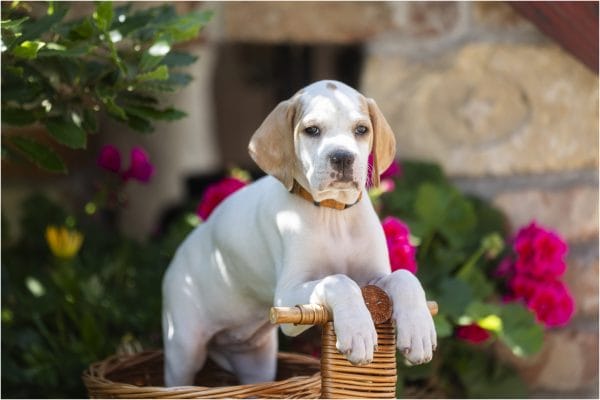 Betsy English Pointer Betsy English Pointer