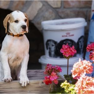 Betsy English Pointer Betsy English Pointer