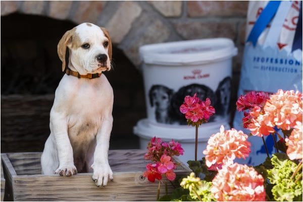 Betsy English Pointer Betsy English Pointer