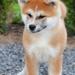 Masakatsu-male-Akita-puppy-for-sale- (1)