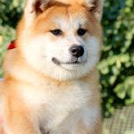 Masakatsu-male-Akita-puppy-for-sale-10