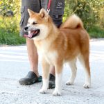 Masakatsu-male-Akita-puppy-for-sale-11