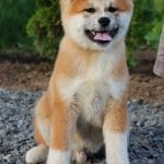 Masakatsu-male-Akita-puppy-for-sale- (2)