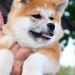 Masakatsu-male-Akita-puppy-for-sale- (3)