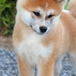 Masakatsu-male-Akita-puppy-for-sale- (4)
