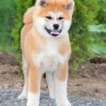 Masakatsu-male-Akita-puppy-for-sale- (5)
