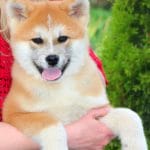 Masakatsu-male-Akita-puppy-for-sale- (6)