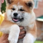 Masakatsu-male-Akita-puppy-for-sale- (7)