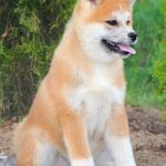 Masakatsu-male-Akita-puppy-for-sale- (8)