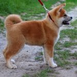 Masakatsu-male-Akita-puppy-for-sale- (9)