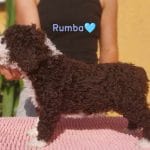 Rumba-male-spanish-water-dog-puppy-for-sale01