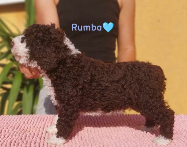 Rumba Spanish Water Dog Rumba Spanish Water Dog