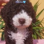 Rumba-male-spanish-water-dog-puppy-for-sale02