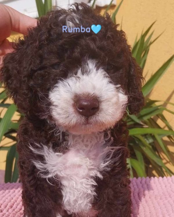 Rumba Spanish Water Dog Rumba Spanish Water Dog
