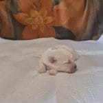 Amy-female-coton-de-tulear-puppy-for-sale001