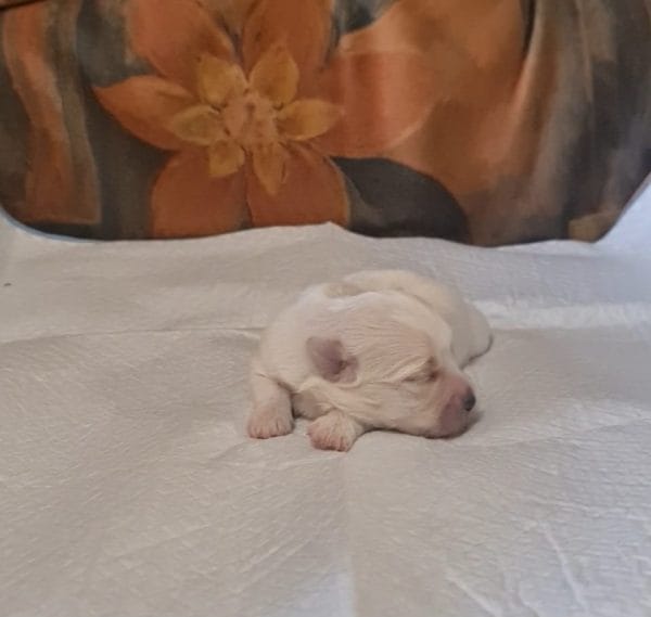 Amy Coton De Tulear Amy Coton De Tulear