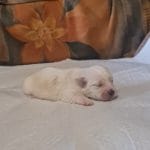 Amy-female-coton-de-tulear-puppy-for-sale002