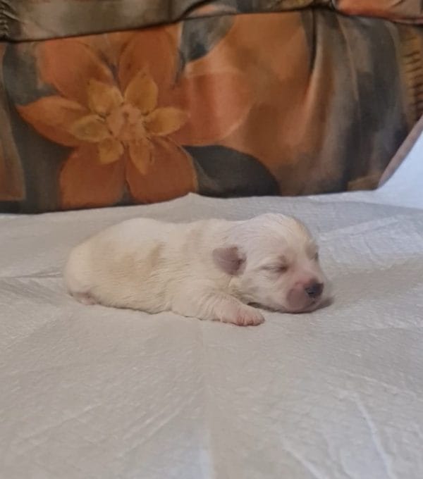 Amy Coton De Tulear Amy Coton De Tulear