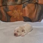 Amy-female-coton-de-tulear-puppy-for-sale003