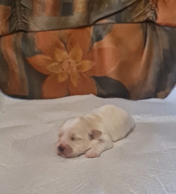 Amy Coton De Tulear Amy Coton De Tulear