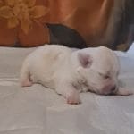 Amy-female-coton-de-tulear-puppy-for-sale004