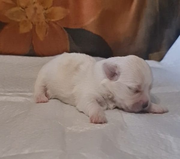 Amy Coton De Tulear Amy Coton De Tulear