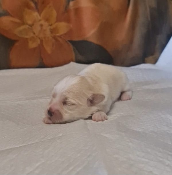 Amy Coton De Tulear Amy Coton De Tulear