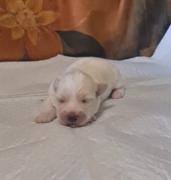 Amy Coton De Tulear Amy Coton De Tulear