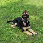 Melody-female-East-European-Shepherd-puppy-for-sale-1