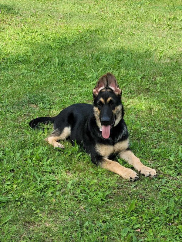 Melody East-European Shepherd Melody East-European Shepherd