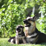 Melody-female-East-European-Shepherd-puppy-for-sale-2