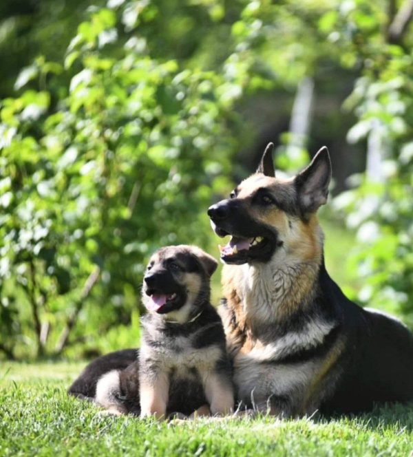 Melody East-European Shepherd Melody East-European Shepherd