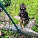 Melody-female-East-European-Shepherd-puppy-for-sale-3