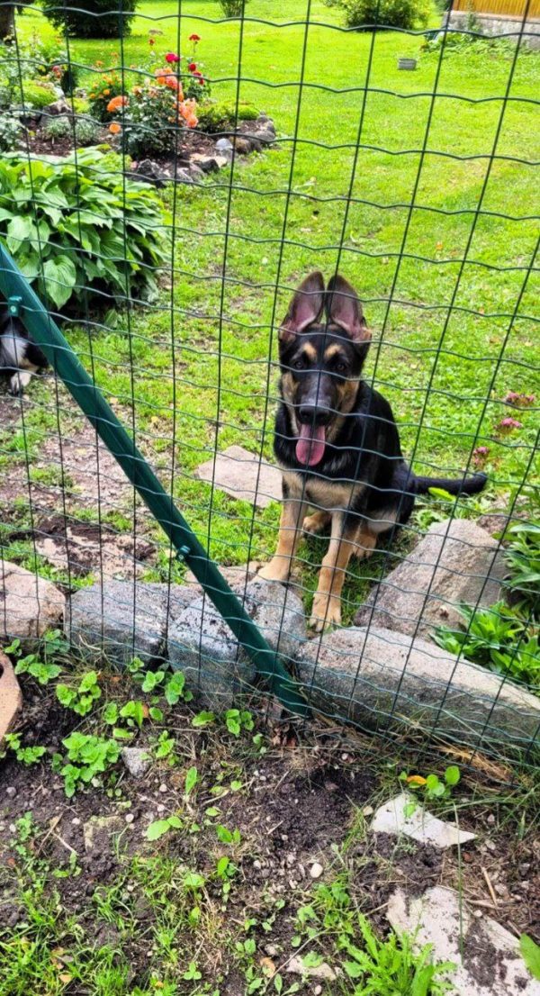 Melody East-European Shepherd Melody East-European Shepherd