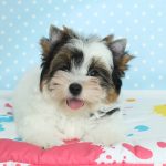 Toffy-male-Biewer-puppy-for-sale-1