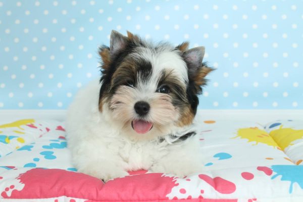 Toffy Biewer Yorkshire Terrier Toffy Biewer Yorkshire Terrier