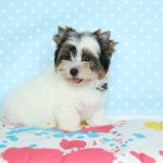 Toffy-male-Biewer-puppy-for-sale-2
