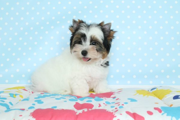 Toffy Biewer Yorkshire Terrier Toffy Biewer Yorkshire Terrier