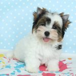 Toffy-male-Biewer-puppy-for-sale-3