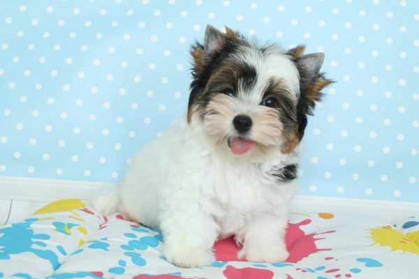 Toffy Biewer Yorkshire Terrier Toffy Biewer Yorkshire Terrier